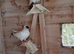 German crested helmet pigeons for sale