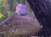 Geophagus Jurupari