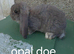 French lop girls