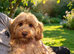 Beautiful Cockapoo in Leeds