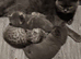 Beautiful British Shorthair Kittens - 5 Months Old £125 each