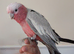 Galah parrot for sale
