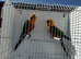 Proven pair jenday conure