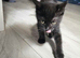 9 week old female kitten got forever home