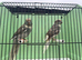 Kakariki