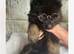 future protectors-chunky german Shepard puppies