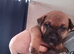 German Shepard x American bulldog