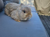 Pure Bred Netherland Dwarf Buck - Show Bred
