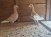 Pigeons