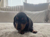 9 beautiful dachshund puppies