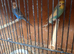 Budgies For Sale