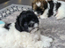 Stunning shihpoo puppies