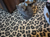 3x Male Kittens. READY NOW
