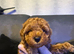 TINY DEEP RED POODLES