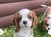 Cavalier King Charles