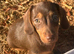 Female daxie 9weeks old
