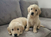 Golden retriever puppies
