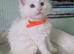 Maine coon kittens available