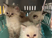 Beautiful ragdoll kittens