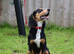6 Months Old Male Working Cocker KC Reg.