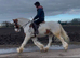 5yo Show Quality Cob 14.2hh