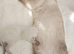 Sweet siamese little boy