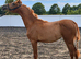 Arabian filly available now