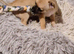 2 pups girls