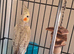 2 beautiful baby cockatiel for sale