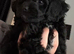 Gorgeous, cuddly little Cavapoo puppy