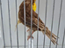 BEAUTIFUL PROVEN PAIR OF PHAEO