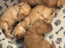 Cavapoos - Early Interest - New Litter