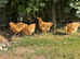 Buff Orpington Chicks