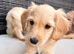 Beautiful cockapoo puppies for sale