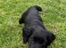 Puppy 1 boy