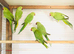 Beautiful young Indian ringneck parrots for sale.