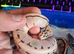5x royal python hatchlings