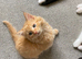 Gorgeous fluffy ginger kitten
