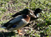 call ducks males £15and females £25