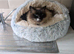 12 yo neutered male Ragdoll seeks a nice warm lap
