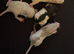 Rat baby boys and girls available 6-10 week old