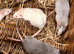 Beautiful Dumbo x Rex rats