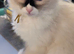Ragdoll kittens for sale