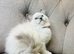 Ragdoll kittens - pure breed- ready to go!!!