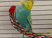 Rainbow hen budgie.
