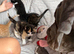 2 female kittens available