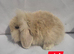 Super fluffy boys & girls teddywidders