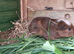 Baby Guinea pigs ipswich