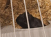 2 male guinea pigs for sale