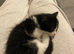 Female kitten